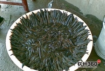 水蛭养殖技术，塑料泡沫箱养殖法【库百科农业网】
