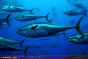 蓝鳍金枪鱼漂洋过海的美食 [每日农经]【库百科农业网】