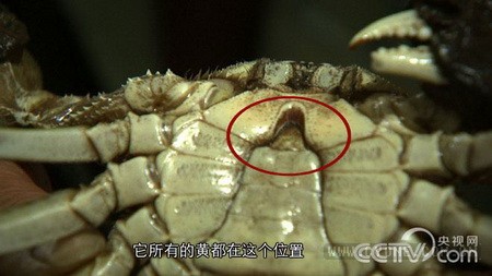 [致富经]宋良良：养螃蟹赚千万财富从发现螃蟹的“脸”开始【库百科农业网】