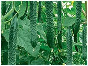 种植黄瓜病害防治技术【库百科农业网】