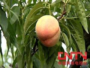 水蜜桃的采收、贮藏