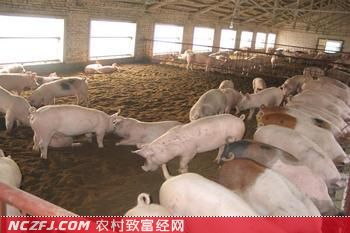发酵床养猪