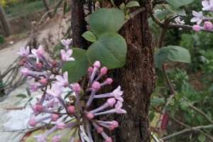 丁香花繁殖方法有哪些，丁香花好养吗【库百科农业网】