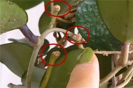 球兰不开花是怎么回事【库百科农业网】