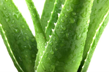 芦荟几天浇一次水【库百科农业网】