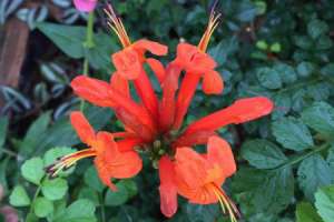 凌霄花盆栽能爬满墙吗，需要多大的盆【库百科农业网】