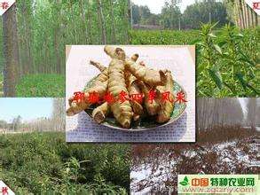 地参种植，种药食兼