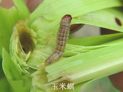 [农广天地]玉米螟绿色防控技术【库百科农业网】