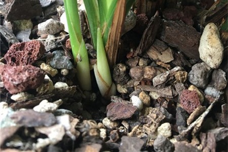 什么土适合家里养兰花，能用黄泥种兰花吗【库百科农业网】