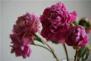 芍药什么季节开花，芍药能四季开花吗【库百科农业网】