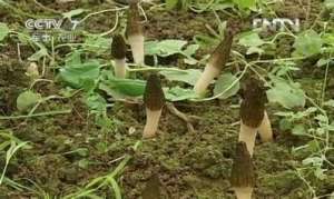 大田里的羊肚菌种植效益高，1亩赚2万[每日农经]【库百科农业网】
