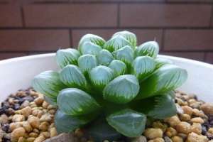 多肉种子如何催芽【库百科农业网】