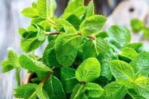 薄荷怎么在室内养殖【库百科农业网】