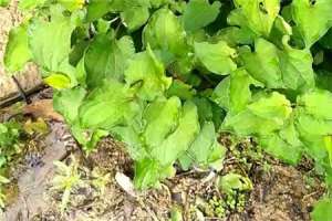 鱼腥草怎么分株种植，北方可以种吗【库百科农业网】
