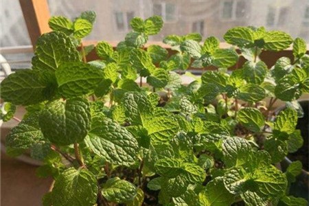 薄荷施肥方法，用什么肥好【库百科农业网】