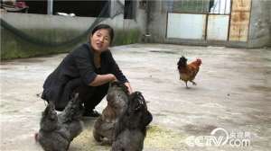 [致富经]徐晓兰：为找回父亲的自信去养鸡【库百科农业网】