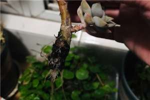多肉先洗根还是先修根，多菌灵泡多肉【库百科农业网】