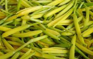 黄花菜的功效和作用 黄花菜加工技术【库百科农业网】