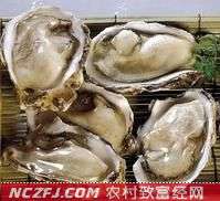 牡蛎的生活习性【库百科农业网】