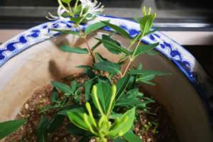 金银花怎样繁殖，如何管理【库百科农业网】