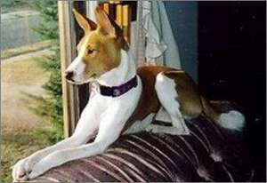犬破伤风的症状 犬破伤风的诊断和防控措施【库百科农业网】