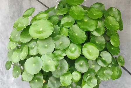 冬天铜钱草怎么养比较茂盛【库百科农业网】