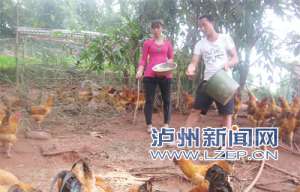 大学生泸州大山里养鸡半年赚20万 想带村民一起致富【库百科农业网】