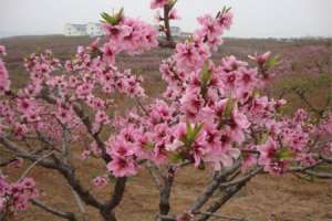 桃树花期可以浇水吗（附花期管理要点）【库百科农业网】
