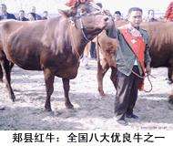 郏县红牛：优点、特征及生产性能【库百科农业网】