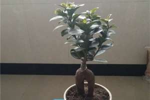 人参榕养殖方法和注意事项【库百科农业网】