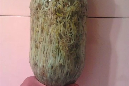 怎么生豆芽，有什么注意事项【库百科农业网】