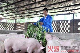 猪青饲料饲喂的方法和注意事项【库百科农业网】
