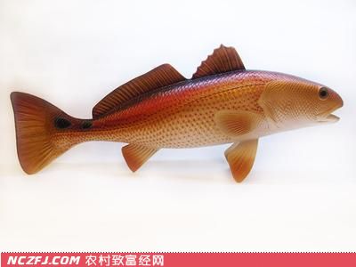 美国红鱼饲养技术 [农广天地]【库百科农业网】