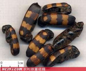 斑蝥的功效与作用 斑蝥的生活习性【库百科农业网】