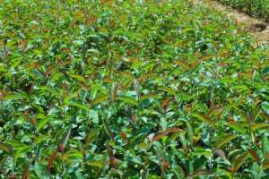 海棠种植方法和时间【库百科农业网】