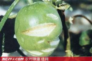 甜瓜裂瓜原因与预防
