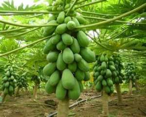 木瓜种植高产栽培技术【库百科农业网】