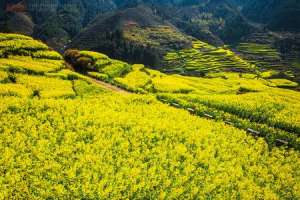 油菜花什么时候种【库百科农业网】