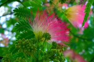 合欢花和蓝花楹的区别【库百科农业网】