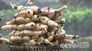 [致富经]张西礼：高位瘫痪后建莲藕种植基地致富【库百科农业网】