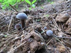 林下竹荪仿野生高产栽培方法技术【库百科农业网】