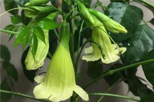 幸福树会开花吗，开花有什么预兆【库百科农业网】