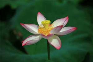 莲花好养吗，家中如何养护【库百科农业网】