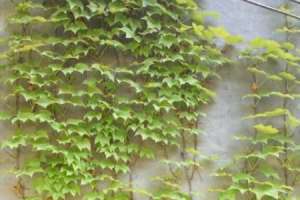 爬山虎是怎样往上爬的，怎样繁殖剪枝【库百科农业网】