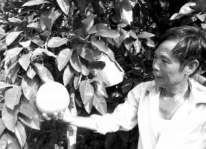 泰国蜜柚种植前景好，价格是普通白柚10倍多【库百科农业网】