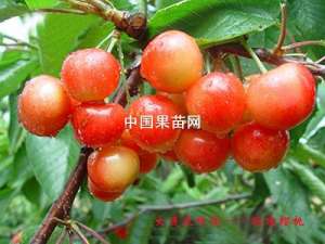 明珠-甜樱桃优良品种【库百科农业网】