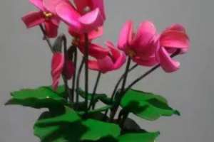 仙客来开花期注意事项，开花的时候叶子黄了怎么办【库百科农业网】