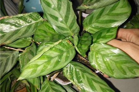 新买的孔雀竹芋怎么养【库百科农业网】
