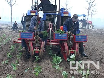 [农广天地]冬季大棚油菜种植技术【库百科农业网】