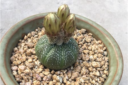 星兜的养殖方法，适合用深盆还是浅盆【库百科农业网】